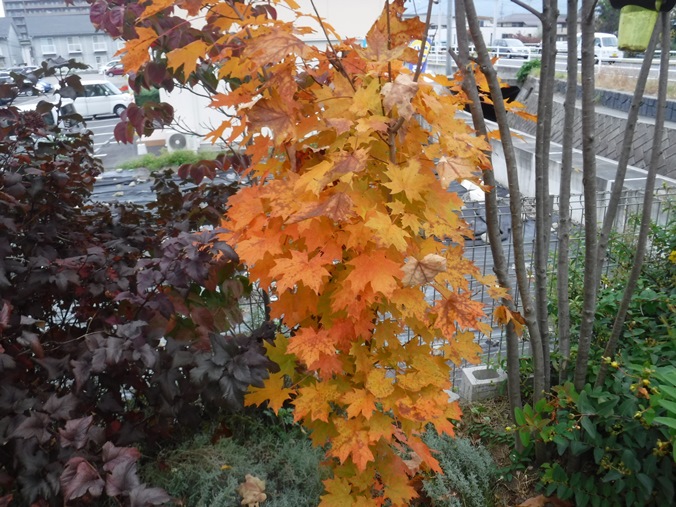 紅葉の秋　～松本市～