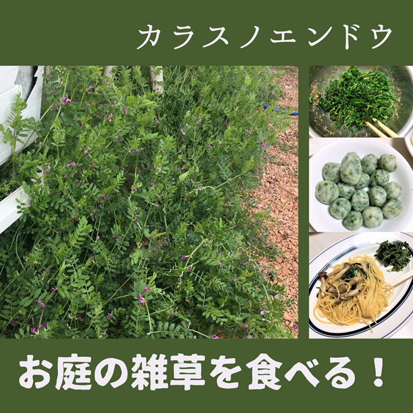 庭の雑草を食べる！カラスノエンドウ編