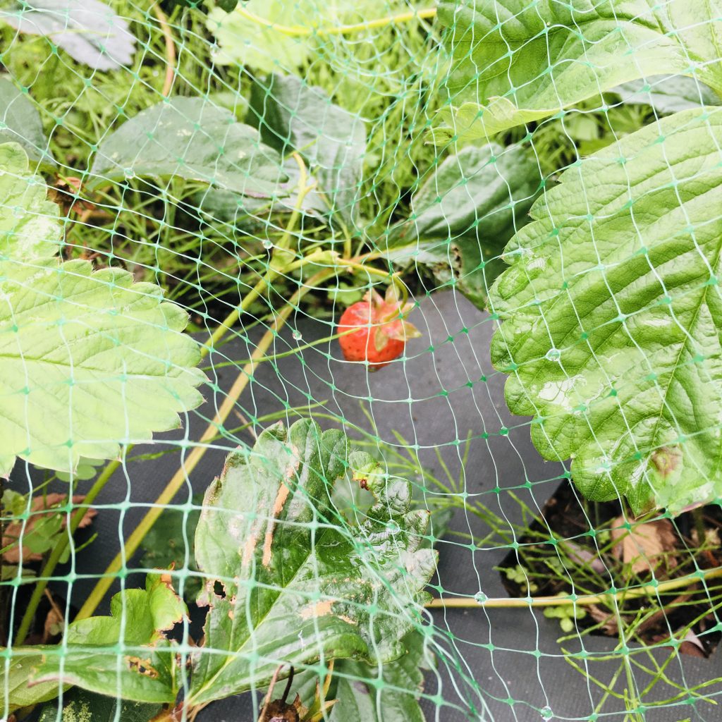 【PREX庭部】花壇や家庭菜園・プランターにイチゴを植えませんか？収穫が楽しすぎる！
