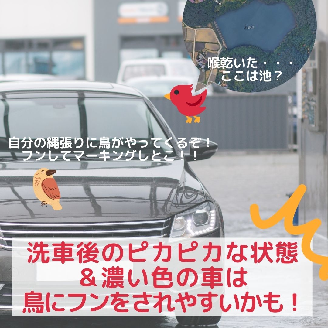 閲覧注意 車に鳥のフン 落とされる理由は二つある フンをされやすい車とは 松本市のエクステリア外構工事のプレックスガーデン