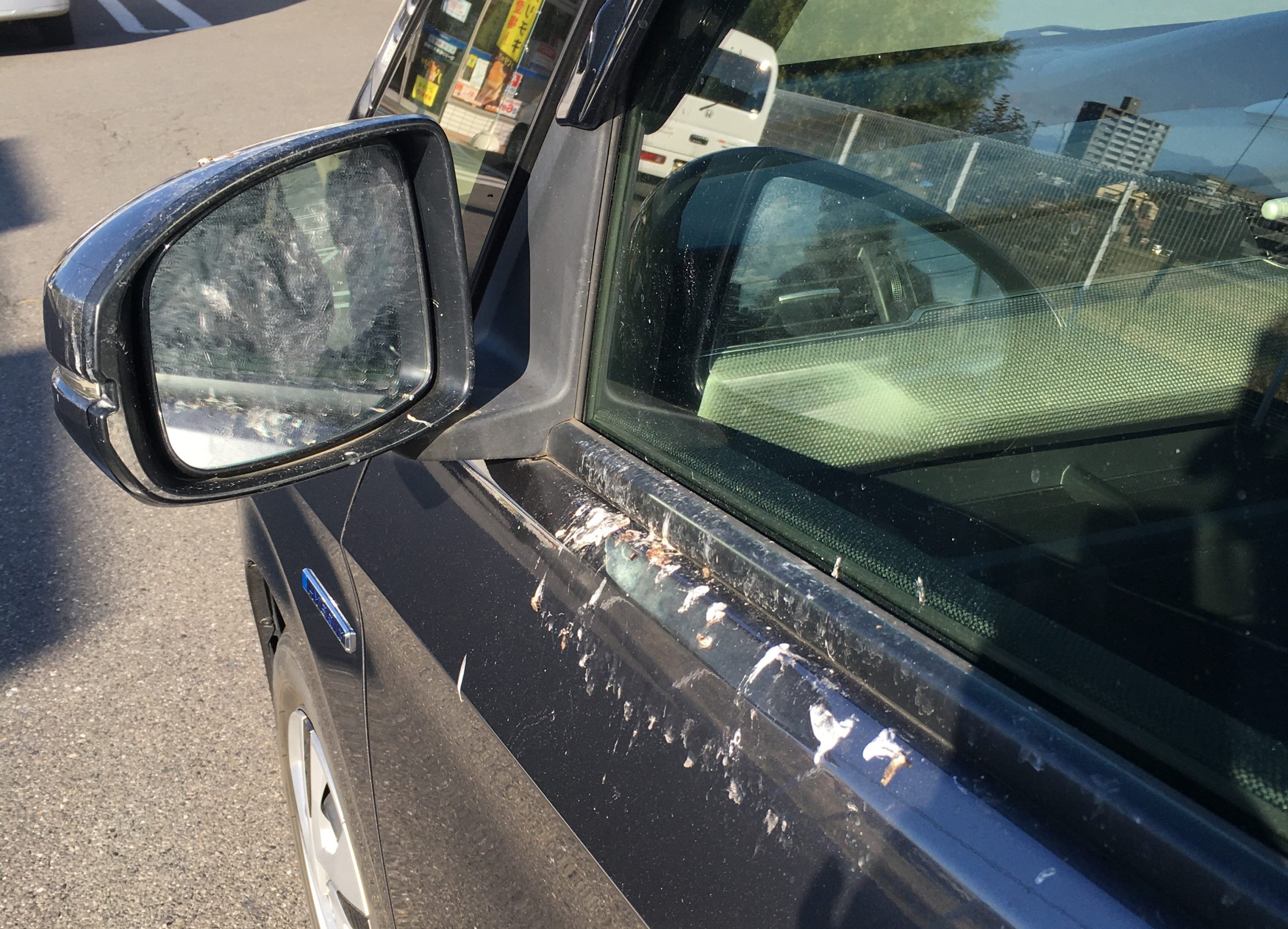 閲覧注意 車に鳥のフン 落とされる理由は二つある フンをされやすい車とは 松本市のエクステリア外構工事のプレックスガーデン