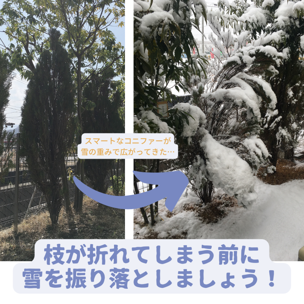 【インスタ】常緑樹やカーポートに雪が積もったら落としましょう！