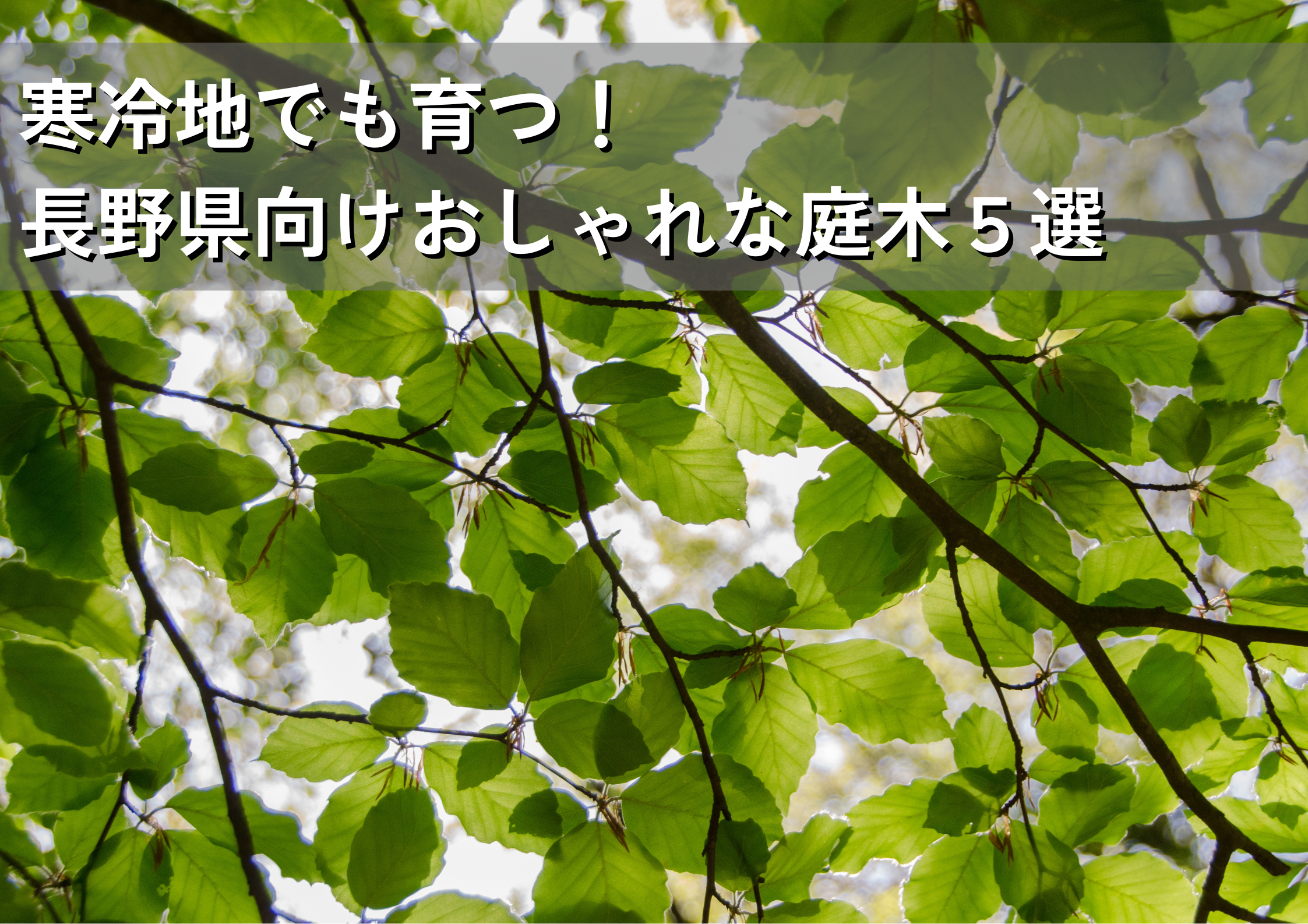 庭木 寒冷地でも育つ！長野県向けおしゃれな庭木5選（ソヨゴ、アオダモ
