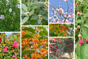 松本市の誕生記念樹、どれを選ぶ？後悔しない木の種類ガイド